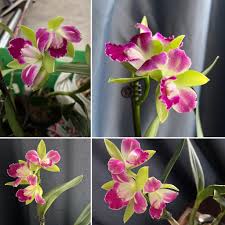 Image result for Radinosiphon leptostachya