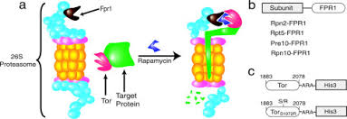 Look through examples of proteasome translation in sentences, listen to pronunciation and learn grammar. Localization To The Proteasome Is Sufficient For Degradation Journal Of Biological Chemistry