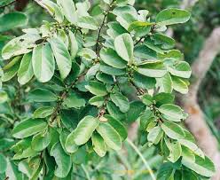 Image result for Bridelia