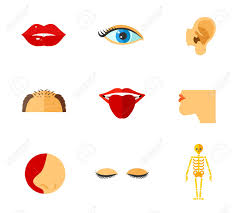 Check spelling or type a new query. Human Face Parts Icon Set Contains Bonus Icon Skeleton Lips Royalty Free Cliparts Vectors And Stock Illustration Image 80584448