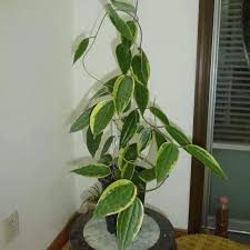 Image result for Carvalhoa macrophylla