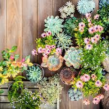 Containers also provide the perfect space for showcasing some of the smallest succulents. Succulent Container Designs To Win Major Style Points Anywhere Sunset Sunset Magazine