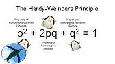 1) sexual reproduction alone does not lead to evolution 2) the frequency of each allele in a gene pool will remain constant unless other factors are. Solving Hardy Weinberg Problems Youtube
