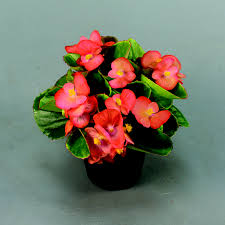 Image result for begonia semperflorens