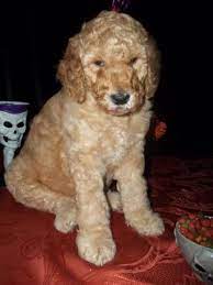 Kennel hounds, dogs and all kinds of cats F1b Labradoodle Puppy For Sale In Bakersfield California Classified Americanlisted Com