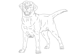 Head Clipart Labrador Head Labrador Transparent Free For Download On Webstockreview 2021 Please use and share these clipart pictures with your friends.