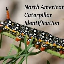 As the spring comes to the forests and glades, and everything is painted green, we may eagerly await the blooming season. North American Caterpillar Identification Owlcation