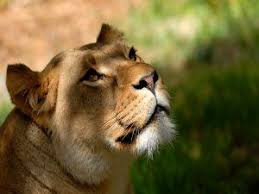 Leonas merkevičius is on facebook. La Cara De Una Hermosa Leona 59792 Lion Lion Face Lioness