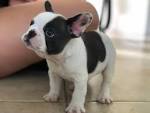 French Bulldog Dog Breed Information - American Kennel Club