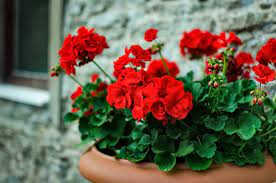 Yellowing leaves are very common on geraniums, simply remove them as they appear. Growing Geranium Geranium Plant Care Flower Varieties Garden Design