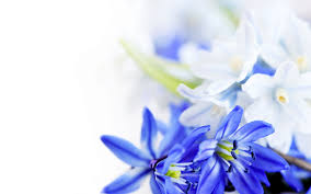 Blue White Flowers 1920 1200 Hd Wallpaper White Flower Wallpaper Blue Flower Wallpaper Blue Flowers Background