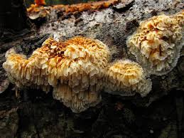 Image result for Pycnoporellus alboluteus