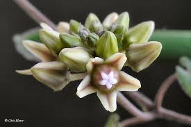 Image result for Cibirhiza