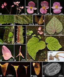 Image result for Begonia poculifera