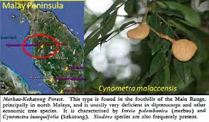 Image result for Lasiodiscus pervillei