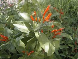 Image result for Justicia striata