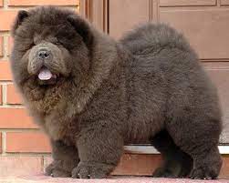 Blue Chow Chow Puppies Chow Dalen Chow Chow Chow Chow Valley Our Dogs Est Takoy Paren Ot Chow Chow Dogs Chow Chow Puppy Chow Chow
