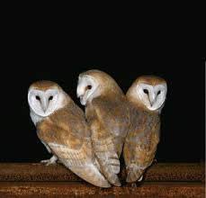 Common Barn owl