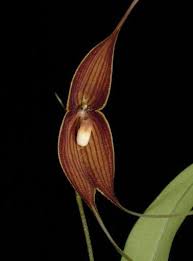 Image result for Dovyalis hispidula