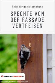 Spechte Von Der Fassade Vertreiben Wie Wird Man Einen Specht Los Und Warum Klopfen Spechte Uberhaupt Specht Spechtvertreib Spechte Flaschenoffner Wand Und Buntspecht