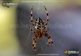 I receive many questions about poisonous/venomous spiders. Cross Orbweaver Araneus Diadematus