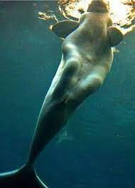 Ballenas con características de sirena