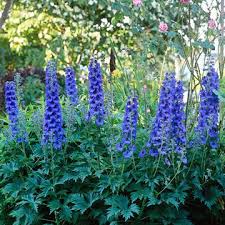 The purpose of these hardiness zones is to identify how well plants will withstand the cold winter temperatures of these zones. Delphinium Cottage Garden Plants Cool Plants Cottage Garden