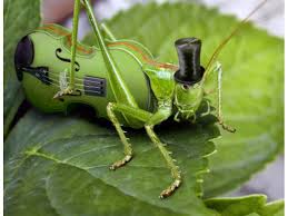 But, if you'll give me a minute, i'll convince you to take steps to prevent these insects from infesting even though the video was shot during the day, you're more likely to hear these sounds at night. One Man S Wonder The Sound Of Moonlight Sensing The Pulse Of A Late Summer Night