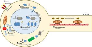 Start studying post translational modification. Post Translational Modifications In Neurodegeneration