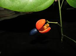 Image result for Olacaceae