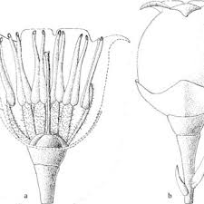 Image result for Vaccinium stanleyi