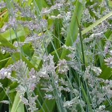 Image result for Eragrostis laevissima