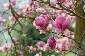 Image result for Magnolia × soulangiana