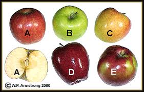 5.0 out of 5 stars the fruit of the family tree. Apple Pear Quince Loquat Peach Cherry Jujube Olive Avocado Fruit Photos
