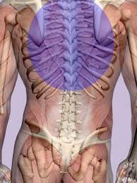 View answer answered by : Could Your Rib Cage Be Related To Back Pain Let S Find Out