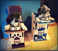 Awareness, love & support in helping to save dogs' lives our page is dedicated to all megaesophagus dogs visit us @. What Is Megaesophagus In Dogs How Do I Treat It