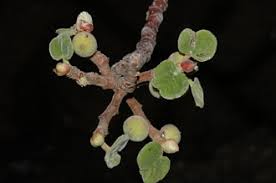 Image result for Ficus tettensis