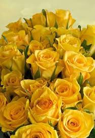 Ana Rosa Yellow Roses New Beginning Friendship Joy Delight Yellow Flowers Yellow Roses Flowers