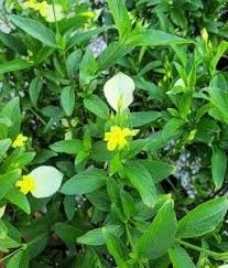 Image result for Mussaenda