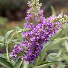 Image result for buddleia davidii