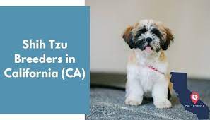 Schau dir angebote von ‪puppy puppies‬ auf ebay an. 15 Shih Tzu Breeders In California Ca Shih Tzu Puppies For Sale Animalfate