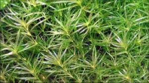 Image result for Najadaceae