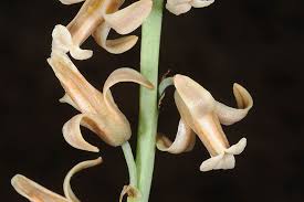 Image result for Dipcadi