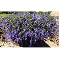 Image result for Petrea volubilis