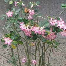 Spray, mix & match, garden, rainbow, super premium, long stem Desert Rose Adenium Obesum Queensland Poisons Information Centre