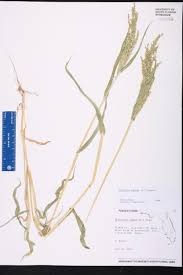 Image result for Urochloa ramosa