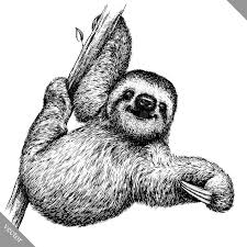 Black And White Engrave Isolated Sloth Vector Illustration Black And White Engr Ad Engrave Isola Animal Drawings Sketches Sloth Art Animal Illustration