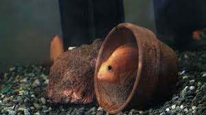 1 purchase a large aquarium. Parrot Fish Laid Eggs In The Aquarium Youtube