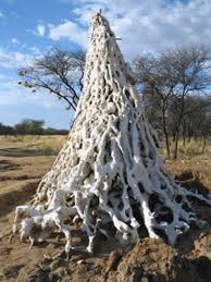 Pangani Forest Exploration Trail Termites Beautiful Bugs Termite Control