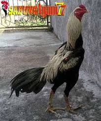 See more of pecinta ayam pama, birma, mangon & pamangon. 47 Jenis Warna Jalak Ayam